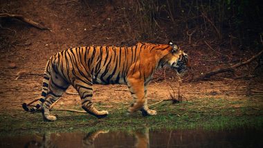 Tiger Attack in Maharashtra: Man Mauled To Death by Wild Animal in Tadoba Andhari Tiger Reserve